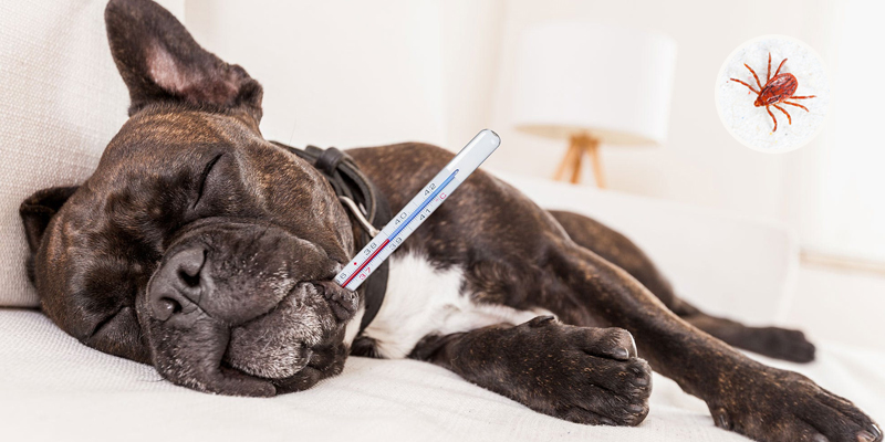Rocky Mountain Spotted Fever In Dogs
