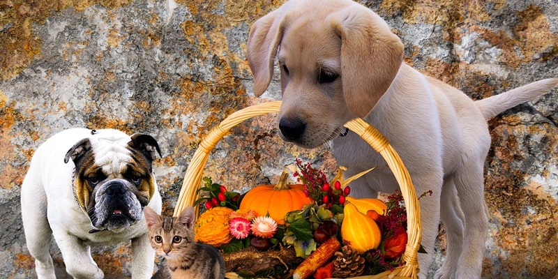 Halloween with pet