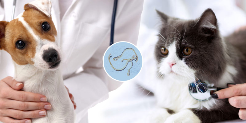 Lungworms in dogs-CanadaVetCare