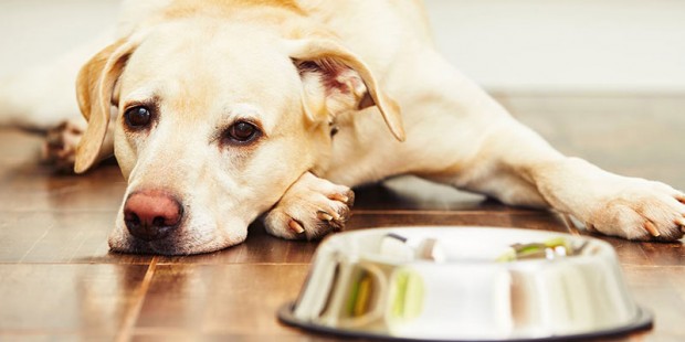Choosing-the-correct-diet