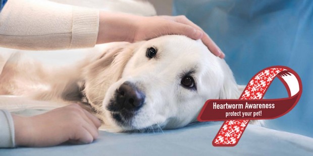 heartworm awareness month