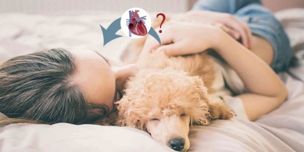 heartworm-be-passed