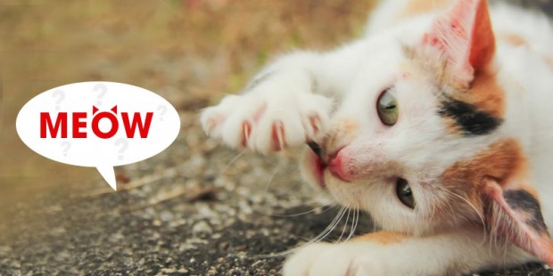 reasons-why-cat-meow