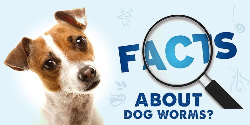 worms in dogs