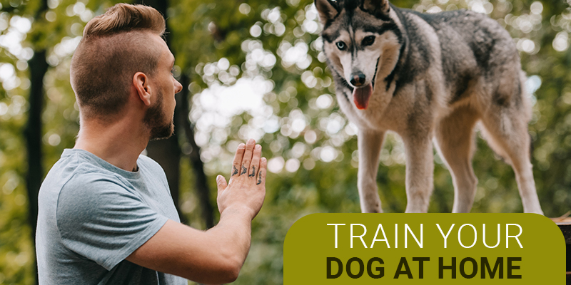 Train-your-dog-at-home