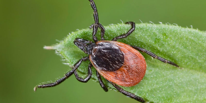 Facts about ticks