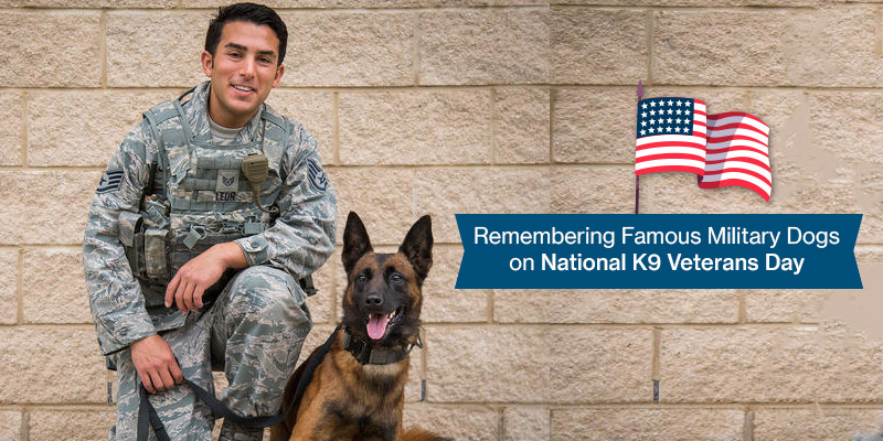 Remembering Famous Military Dogs on National K9 Veterans Day
