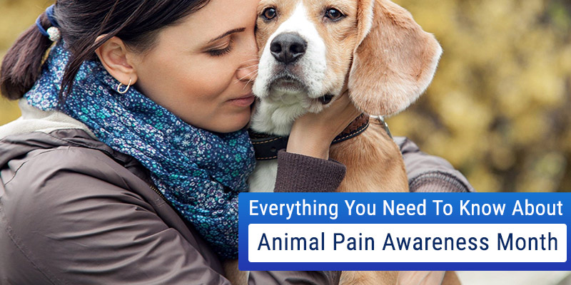 Animal Pain Awareness Month