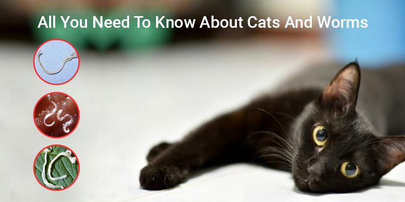 Worms in Cats