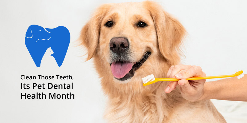 Pet Dental Health Month