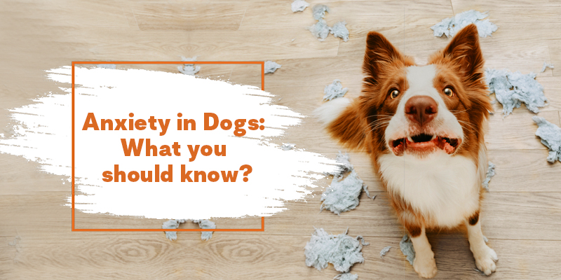 Signs of Anxiety in Dogs