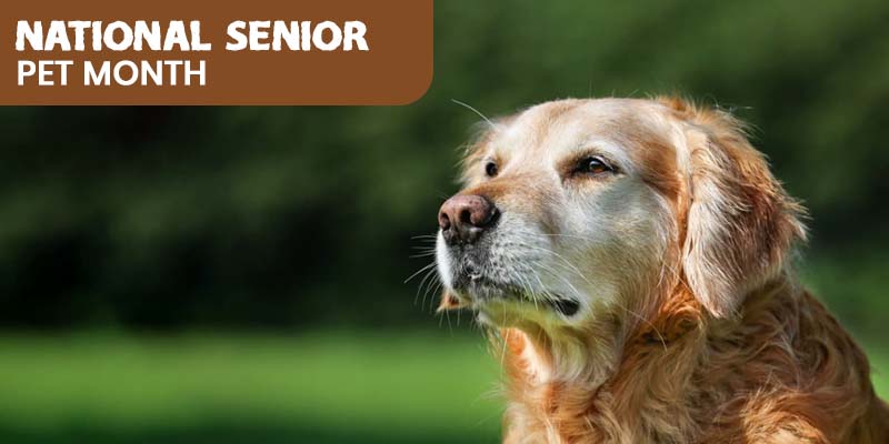 Why is Celebrated National Senior Pet Month