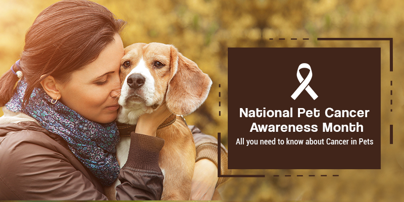 Cancer in Pets