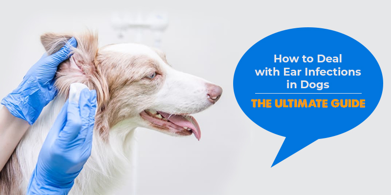 Ear infection in dogs