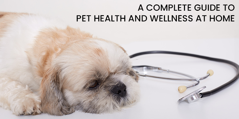 Pet Parenting Tips
