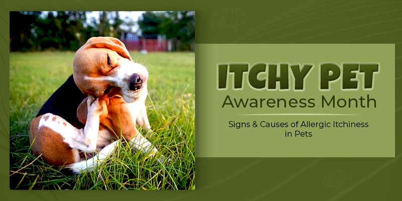 August - Itchy Pet Awareness Month: Signs & Causes of Allergic Itchiness in Pets