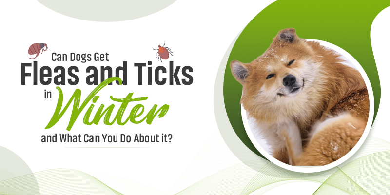 Can Dogs Get Fleas and Ticks in Winter, and What Can You Do About it?