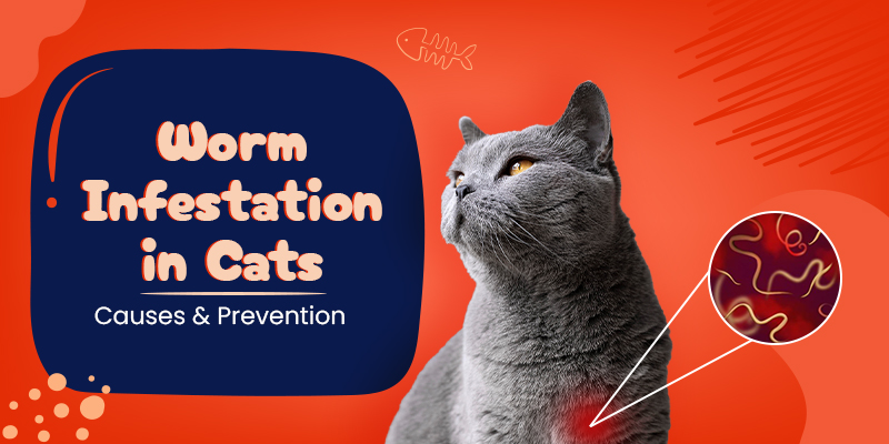 Worm Infestation in Cats: Causes & Prevention