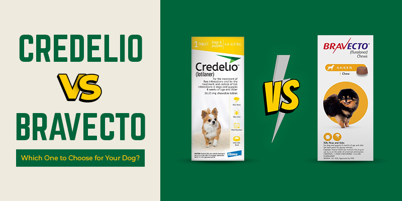 Credelio vs. Bravecto - Which One to Choose for Your Dog?