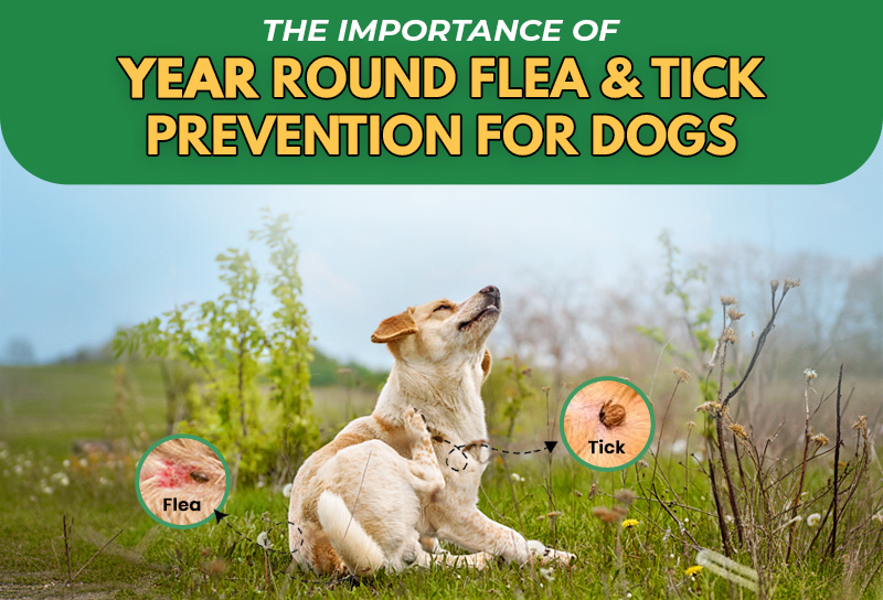 The Importance of Year Round Flea Tick Prevention for Dogs