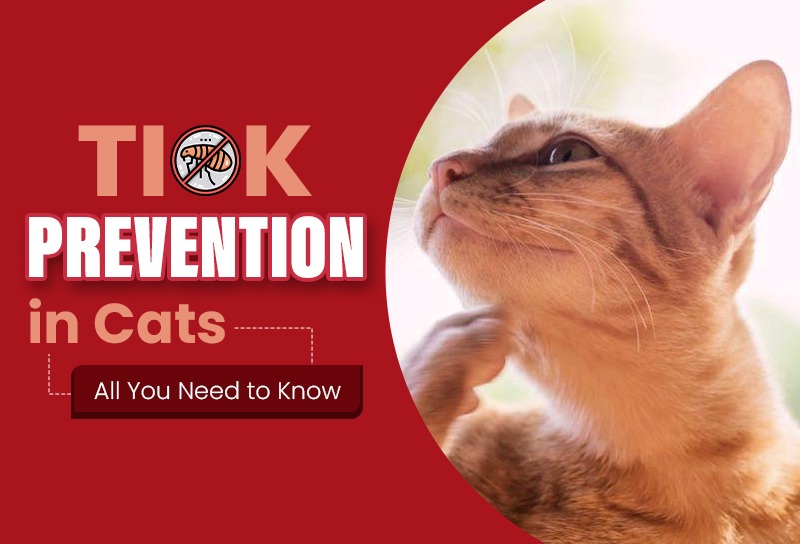 Tick-Protection-for-Cats