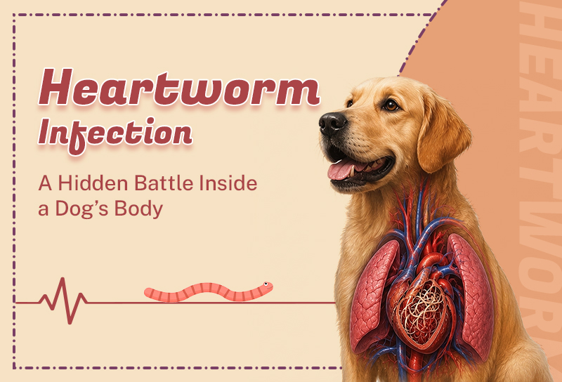 What-Happens-In-side-the-body-During-a-Heartworm-Infection