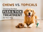 Chew-vs-Topicals-flea-and-tick-treatment