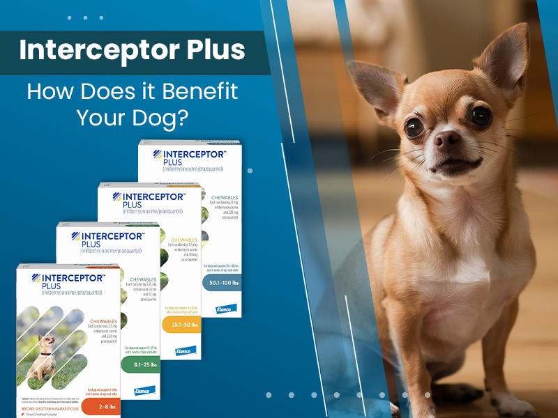 Does-InterceptorPlus-Kill-All-Types-of-Worms-in-Dogs