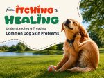 Common Dog Skin Problems and Their Treatments