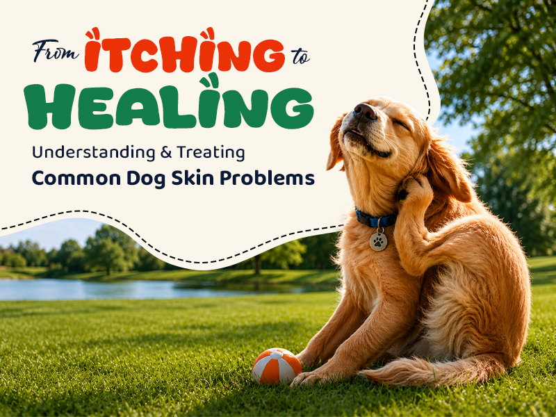 Common Dog Skin Problems and Their Treatments