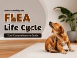 Flea-Life-Cycle-for-dogs