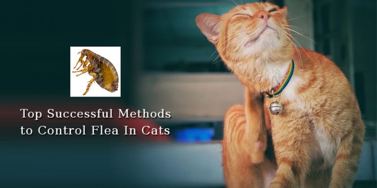 View of Top Successful Methods to Control Flea In Cats - CanadaVetCare Blog
