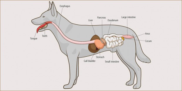 dog-Digestive-system