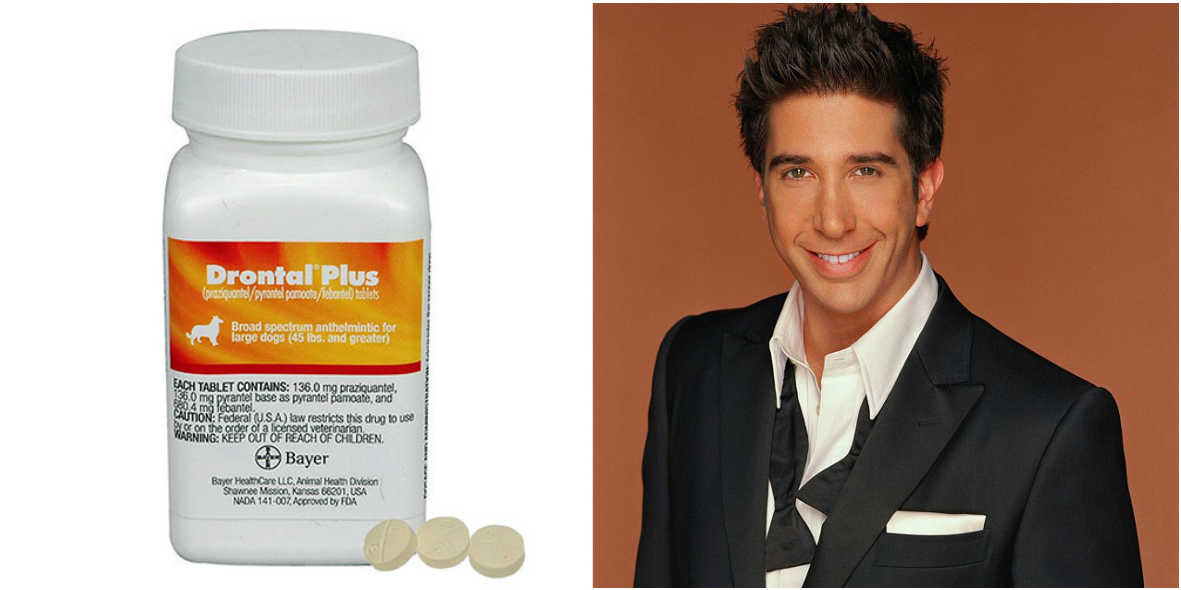 D of F.R.I.E.N.D.S for Dogs