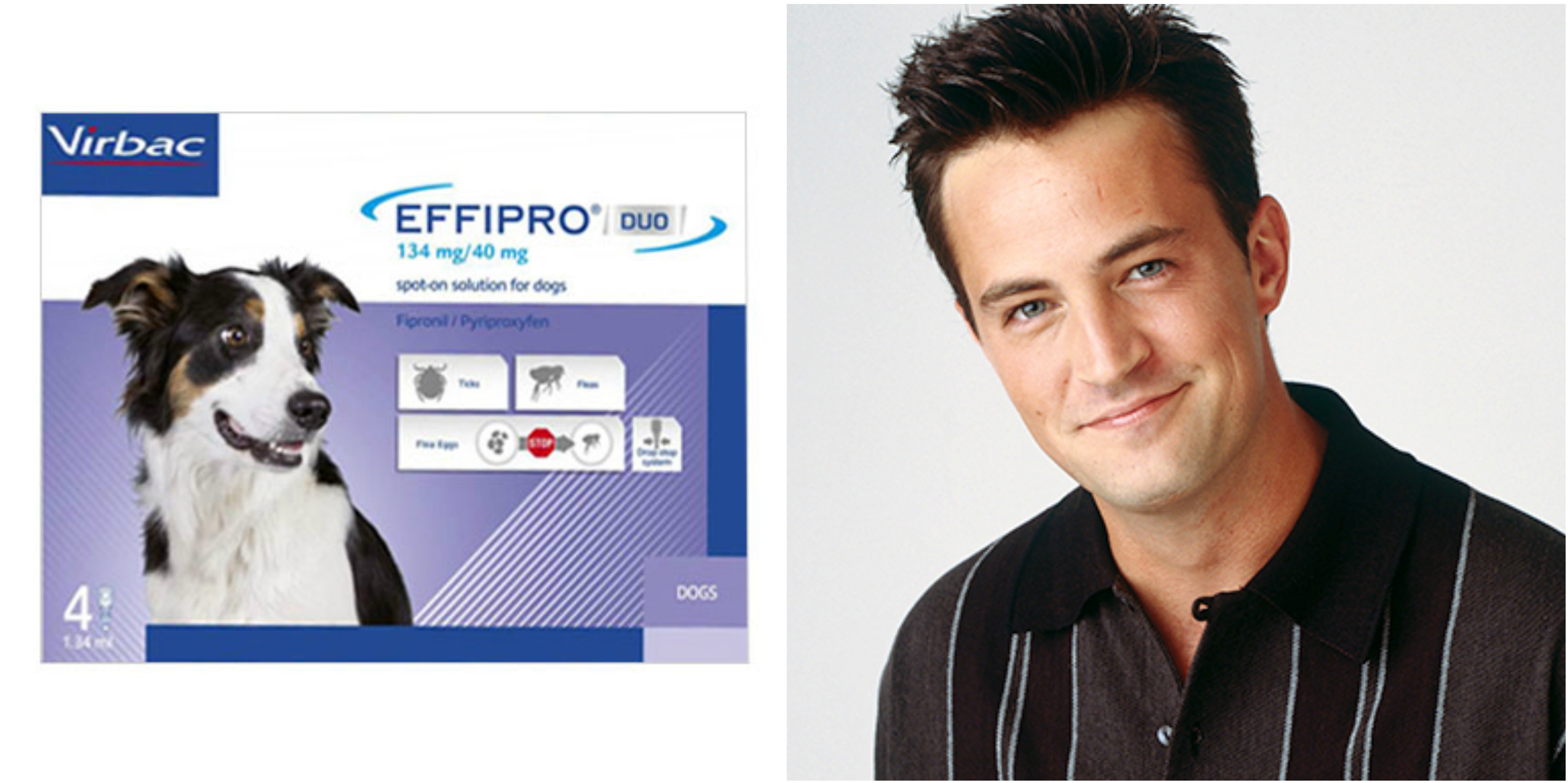 E of F.R.I.E.N.D.S for Dogs