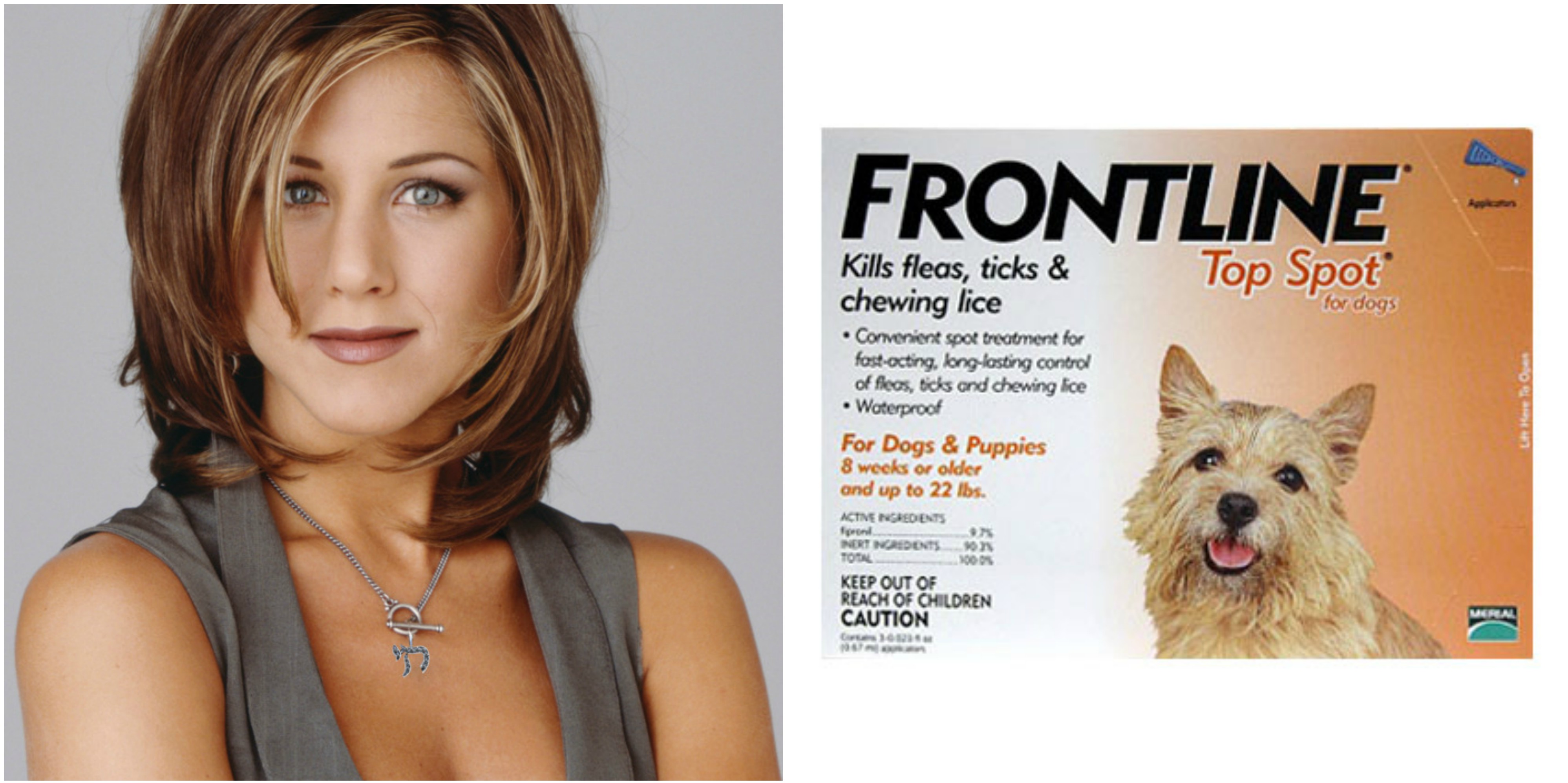 F of F.R.I.E.N.D.S for Dogs