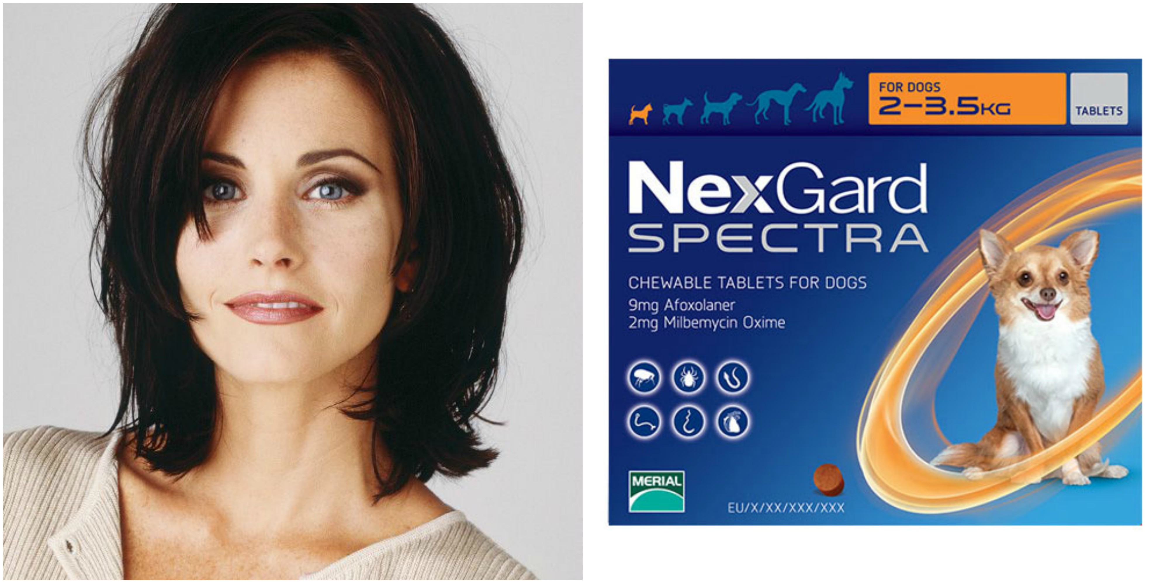 N of F.R.I.E.N.D.S for Dogs