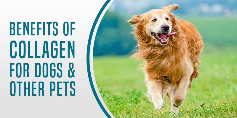 Benefits-of-Collagen-for-Dogs-Other-Pets