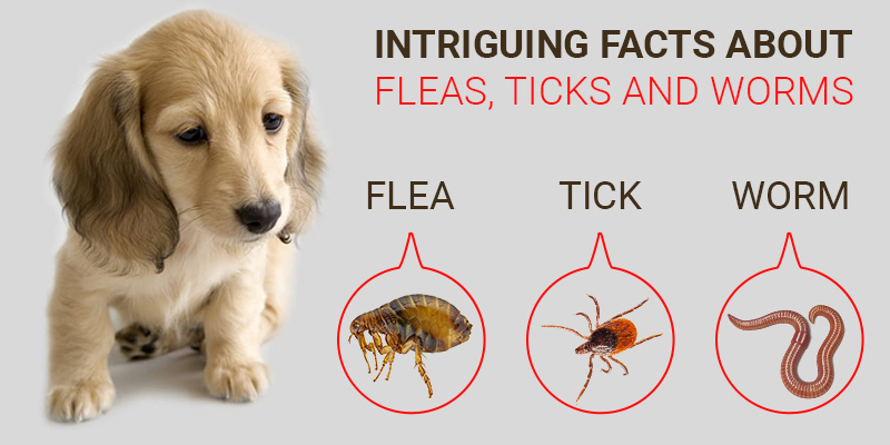 Intriguing-Facts-about-Fleas-Ticks-and-Worms