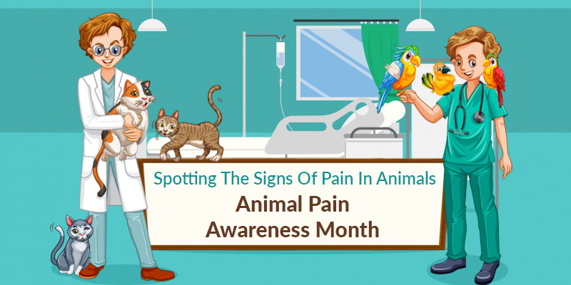 Animal-Pain-Awareness-Month