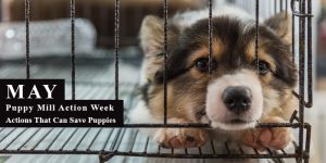 CVC-Puppy-Mill-Action-Week