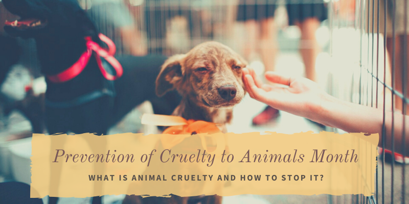 Prevention of Cruelty to Animals Month