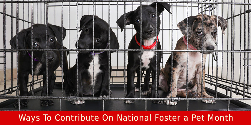 CVC-National-Foster-a-Pet-Month