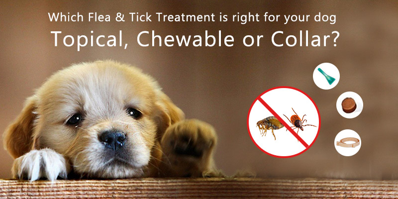 Which Flea & Tick Treatment is right for your dog – Topical, Chewable or Collar?
