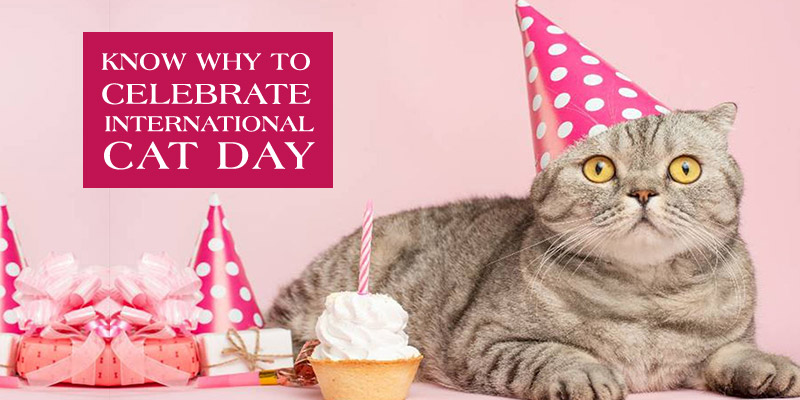 Know Why to Celebrate International Cat Day