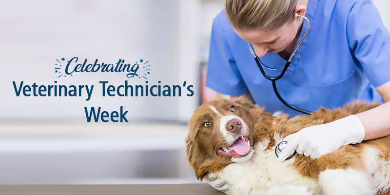 Celebrating Veterinary Technician’s Week