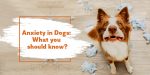 Anxiety in Dogs: What You Should Know?