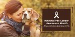 National Pet Cancer Awareness Month: All you need to know about Cancer in Pets