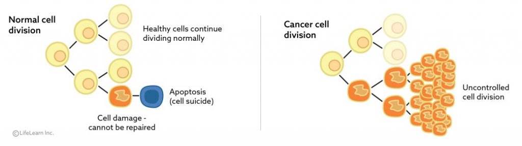 Pet Cell Defender National Pet Cancer Awareness Month: All you need to know about Cancer ...