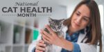 Unveiling the Little-Known Ways of Cat Health Care